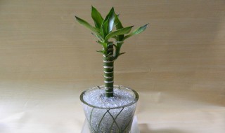 养观音竹几支最吉利 养观音竹多少是最吉利的呢