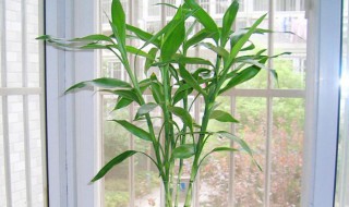 富贵竹水养多少支最吉利（富贵竹水养多少支最吉利呢）