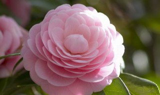 山茶花的养殖方法和注意事项大全(山茶花的养殖方法和注意事项养殖日记)