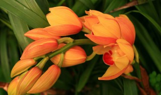 大花蕙兰的养殖方法和注意事项大全(大花蕙兰的养殖方法和注意事项)