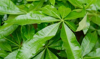 金钱树和发财树哪个好 金钱树和发财树哪个好养