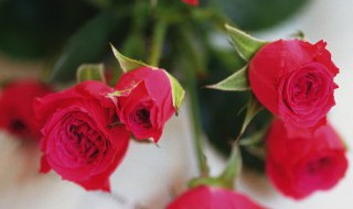 玫瑰花放家哪里风水好 玫瑰在家里摆放风水