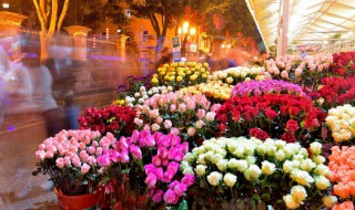 石竹花不要放室内（石竹花不要放室内吗）