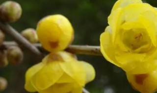 种黄腊梅风水忌讳吗（家门口种黄腊梅好不好）