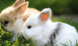 宠物兔子名字 宠物兔子名字可爱洋气米妮