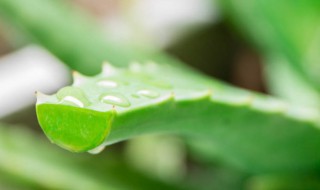 芦荟的养殖方法和注意事项大全 芦荟的养殖方法和注意事项大全视频