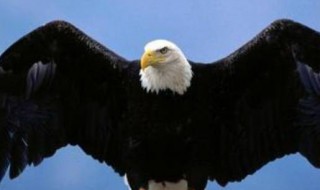 鹰是鸟类还是兽类 鹰是鸟类还是兽类请回答