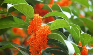 桂花哪个品种最好 桂花哪个品种最好最香花期最长