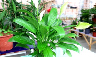 一帆风顺的养殖方法和注意事项大全 一帆风顺水养方法