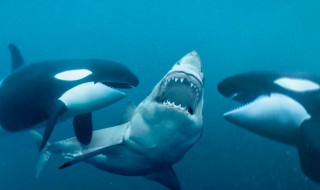 海豚发出的是超声波还是次声波（海豚音是超声波）