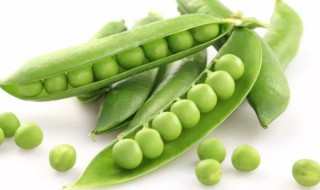 豌豆是凉性还是热性（豌豆是凉性还是热性食物）