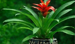 卧室放什么植物最旺财（卧室放什么植物最旺财又健康属鼠喜金喜水）