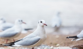 做鸽子汤用老鸽子还是小鸽子好 做鸽子汤用老鸽子还是小鸽子好呢