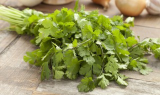 香菜储存新方法 香菜储存新方法视频