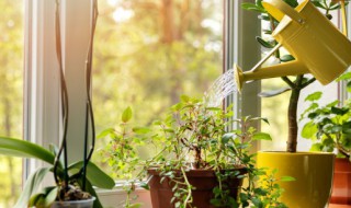 阳台上栽什么树最吉利 阳台上栽什么树最吉利风水好