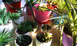 阳台摆什么大型绿植好 阳台摆什么大型绿植好呢