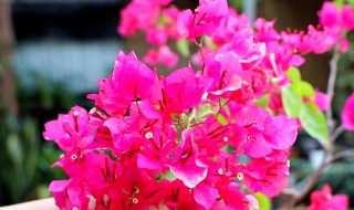 三角梅的养殖方法和注意事项大全 三角梅的养殖方法和注意事项三角梅花期