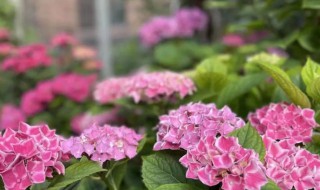 绣球花的养殖方法和注意事项大全（绣球花的养殖方法和注意事项大全图解）