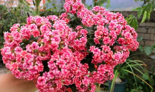 长寿花的养殖方法和注意事项大全（长寿花的养殖方法和注意事项大全图解）