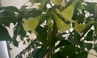 幸福树开花吉利吗 幸福树开花吉利吗图片