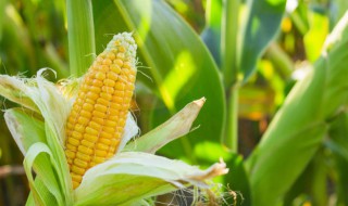 梦见买玉米(梦见买玉米但玉米不好)