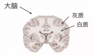 大脑皮层是灰质还是白质（大脑皮质是灰质还是白质）