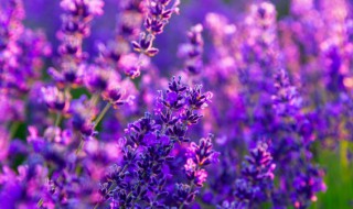 长寿花怎样扦插 长寿花怎样扦插繁殖