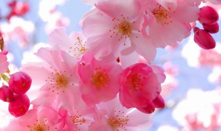 樱花储存方法（樱花储存方法视频）