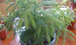 南洋杉寓意什么风水 异叶南洋杉寓意什么风水