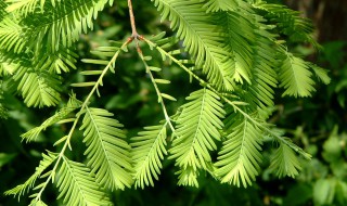 水杉风水禁忌 水杉的风水