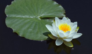 睡莲的风水禁忌 睡莲的风水禁忌是什么