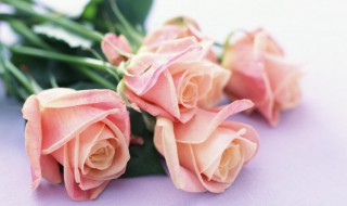玫瑰花的储存方法 玫瑰花的保存方法有哪些