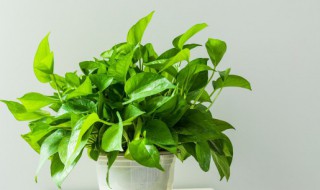 用水养绿萝怎么养 用水养绿萝怎么养护
