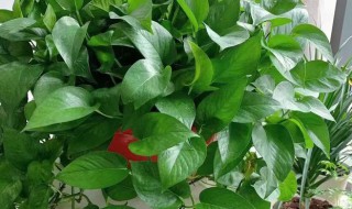 土培绿萝怎么养 土培绿萝怎么养才茂盛 懒人花盆