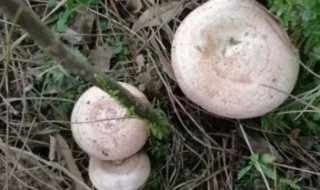 松菇怎么做好吃（松菇怎么做好吃?）