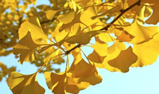 叶脉书签怎么做 银杏叶脉书签怎么做