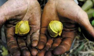 核桃染手上怎么洗掉 核桃染手上怎么洗掉颜色