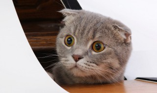 猫咪嗓子哑了怎么回事 猫咪嗓子哑了怎么回事儿