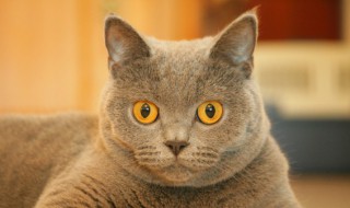 猫打呼噜是怎么回事啊 猫打呼噜?