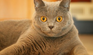 怎么判断猫咪体内有虫（怎么判断猫咪体内有虫猫咪寄生虫感染吃驱虫药有用吗）