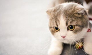 怎么看出猫有弓形虫（怎么看出猫有弓形虫图片）