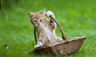 小猫咪一直叫个不停是怎么回事 刚养的小猫咪一直叫个不停是怎么回事