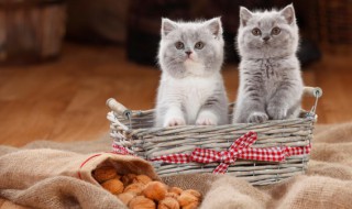 怎么判断猫咪是否发烧（怎么判断猫咪是否发烧症状）