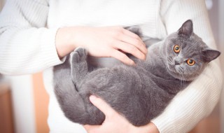 被猫抓了该怎么办（如果不确定是不是被猫抓了该怎么办）