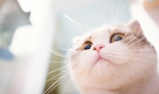 猫吃了老鼠药怎么解救（猫吃了老鼠药怎么解救,不吃东西）