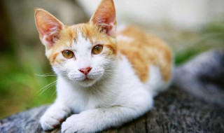 猫流口水怎么回事（猫流口水怎么回事,下巴黑色）