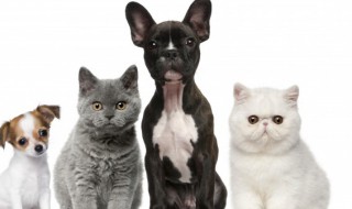 猫癣怎么治好得快 小猫得了猫癣怎么治