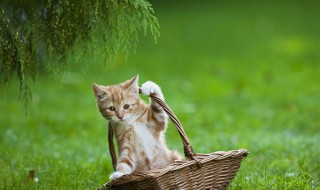 猫咬人怎么教育（小奶猫咬人怎么教育）