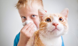 猫咪黑下巴怎么治（猫咪黑下巴怎么治可以涂红霉素）