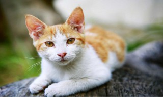 猫拉稀怎么回事 一个月大小猫拉稀怎么回事